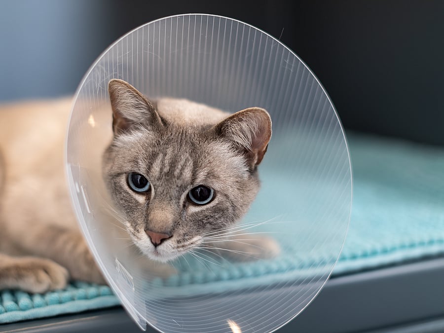 Nahaufnahme einer Katze, die eine Halskrause trägt.
