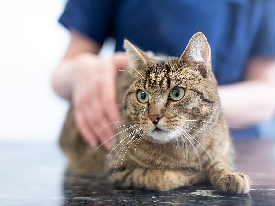Eine Nahaufnahme einer Katze, die auf dem Tisch liegt.