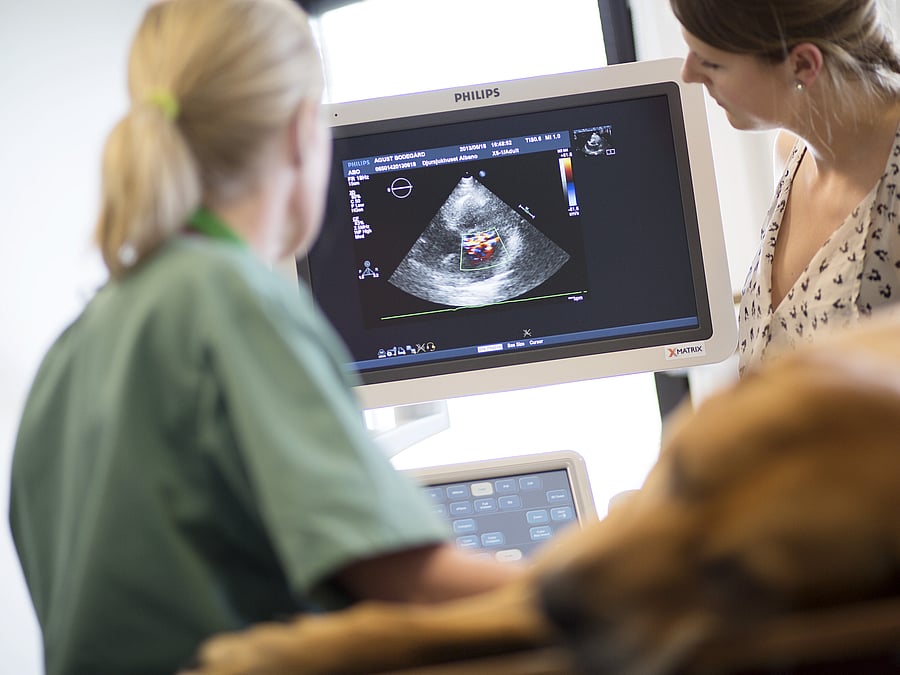 Eine Tierärztin und eine Frau schauen sich das Bild eines Ultraschalls an. Ihre Hündin scheint schwanger zu sein.