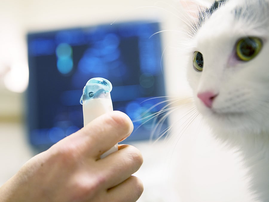 Eine Hand zeigt einer Katze das Gerät, womit der Ultraschall durchgeführt wird. Sie schaut es sich genau an.