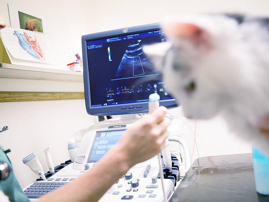 Es wird ein Ultraschall bei einer weißen Katze durchgeführt.