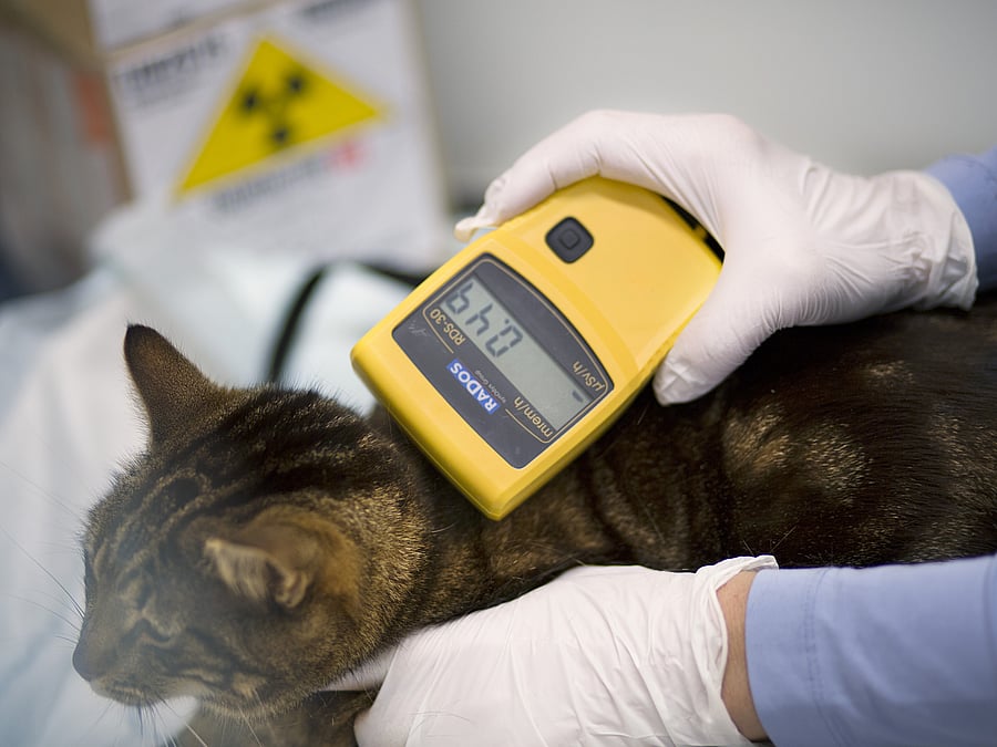 Nahaufnahme, wie Werte von einer Katze erfasst werden.