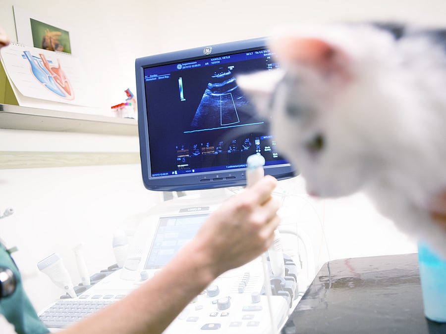 Bei einer weißen Katze wird ein Ultraschall durchgeführt.