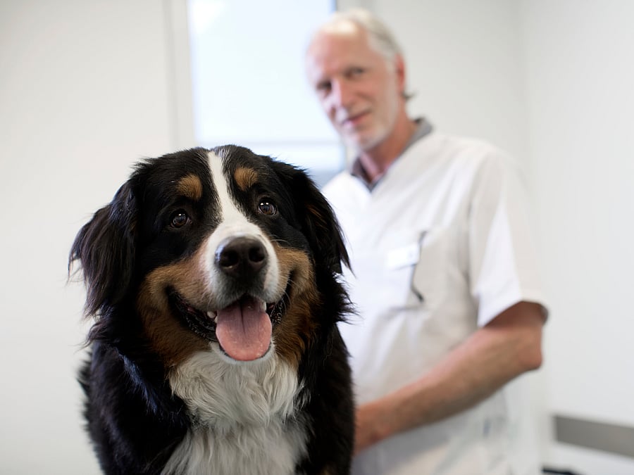 Ein Berner Sennenhund schaut glücklich mit offenem Hund in die Kamera, während hinter ihm ein Tierarzt steht.