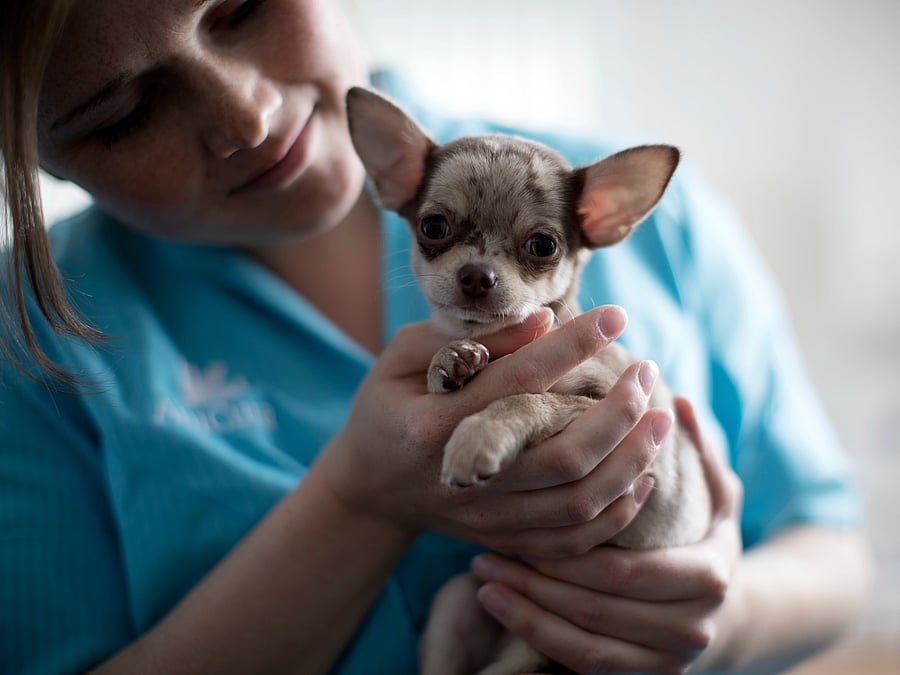 Eine Tierärztin hält einen Chihuahua in den Händen und lächelt ihn dabei an.