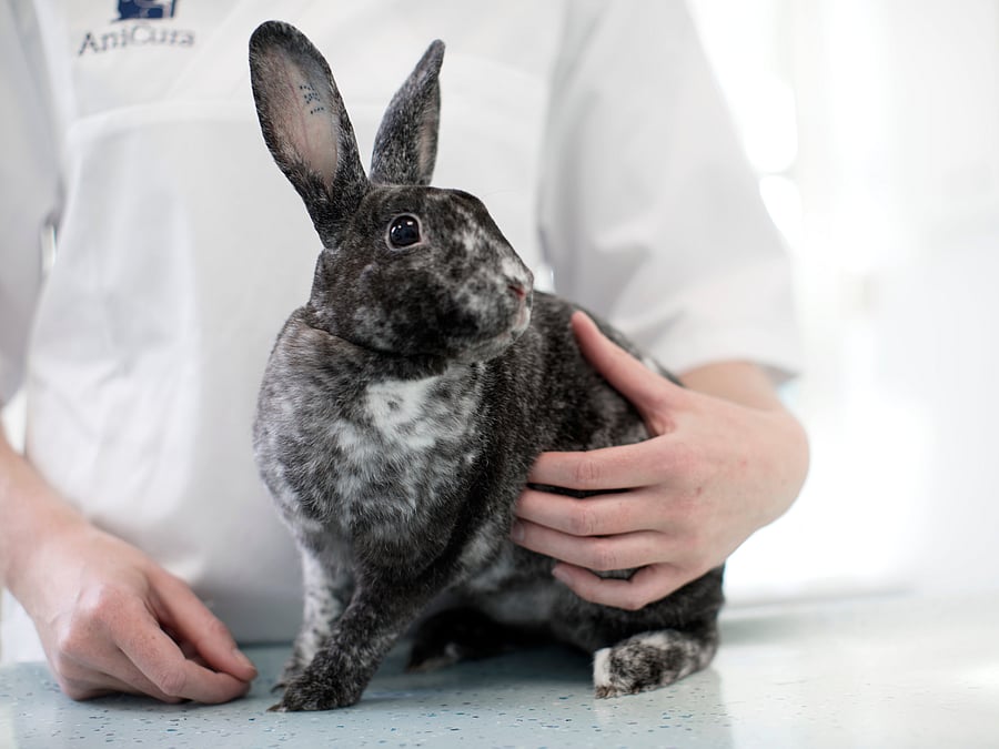 Ein schwarzes Kaninchen sitzt auf dem Tisch und wird von einem Tierpfleger gestreichelt.