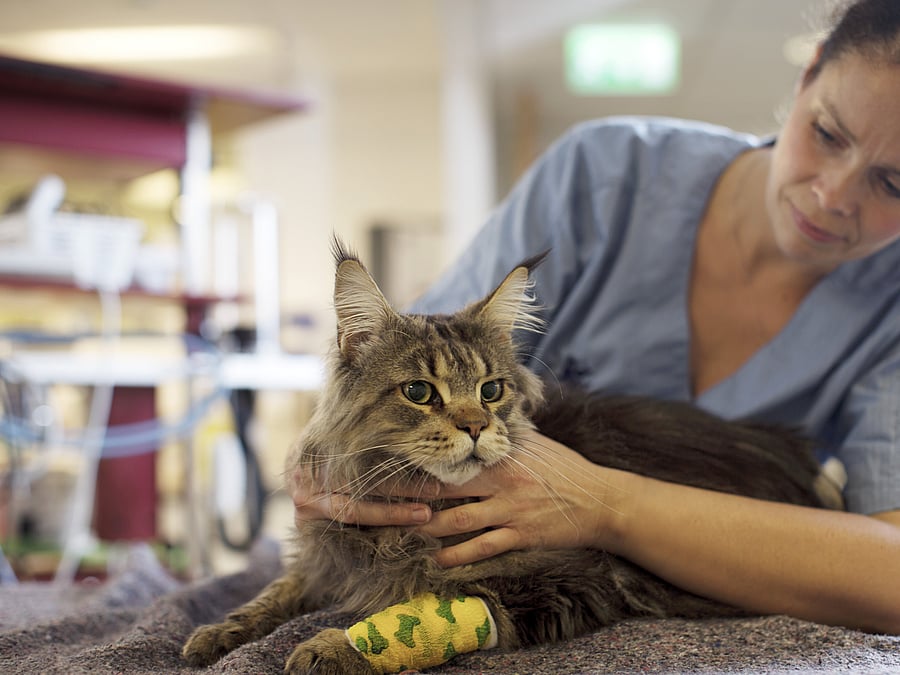 Eine Tierärztin untersucht eine Katze, die vor ihr liegt. Die Katze hat einen Verband am Vorderbein.