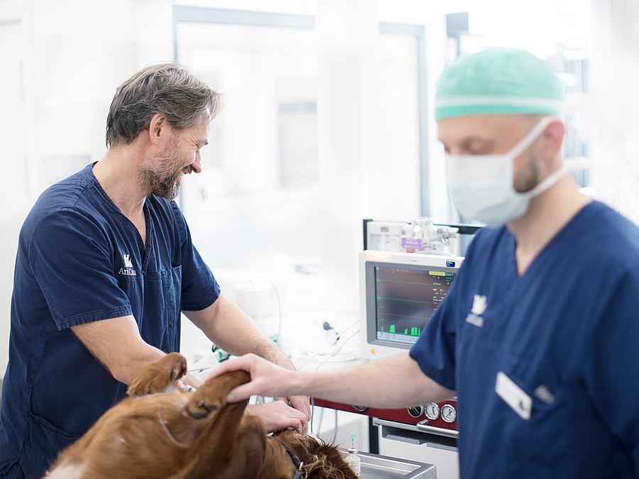 Zwei Tierärzte führen eine Untersuchung an einem Hund durch. Ein Arzt tastet ihn ab, während ein anderer auf einem Monitor die Werte kontrolliert.