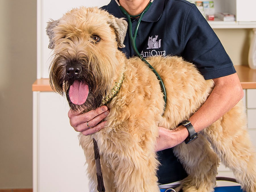 Eine Tierärztin hört einen Hund mit einem Stethoskop ab, dabei hält sie ihren Kopf fest und lacht ihn an.