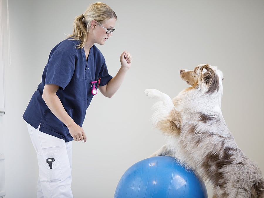 Ein Hund steht mit einem Vorderbein auf einem Gymnastikball und streckt die andere Pfote zu einer Tierärztin aus. Sie streckt ihm ihre Hand Hand entgegen.
