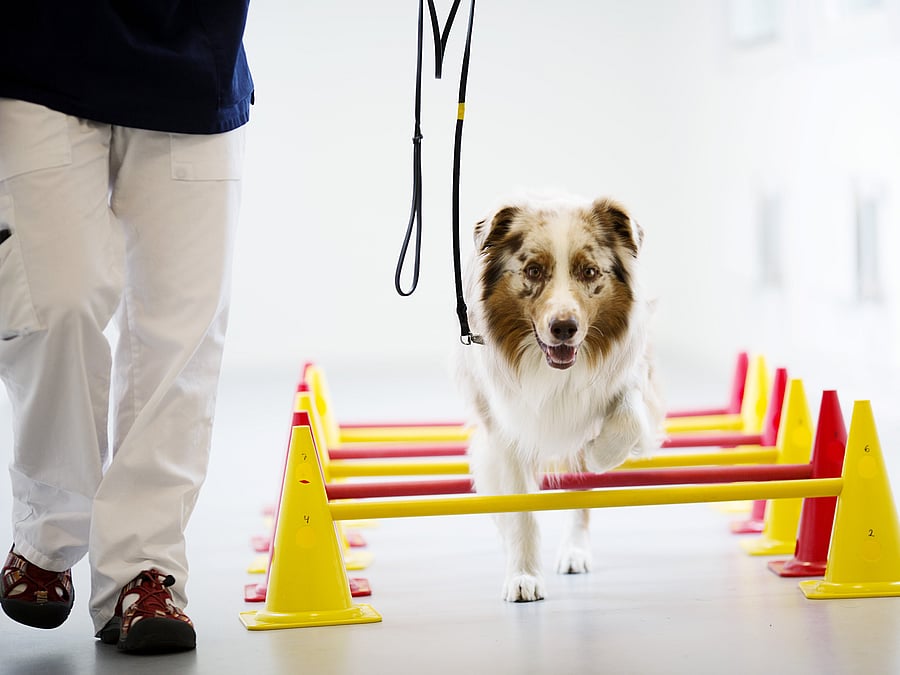 Ein Hund wird an der Leine über einen Parkour geführt. Er muss mehrere Hürden nehmen.