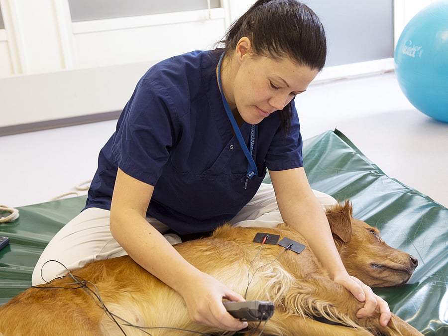 Ein Hund liegt auf einer grünen Matte. An ihm sind Sensoren befestigt und eine Tierärztin untersucht ihn.