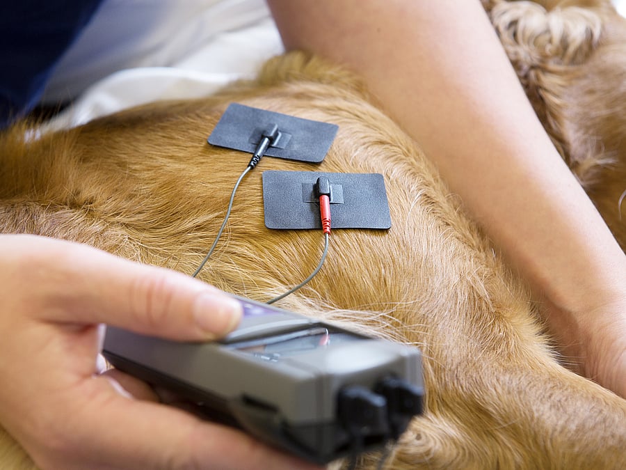 Bei einem Hund werden die Werte über Sensoren, die am Fell befestigt sind, gemessen.