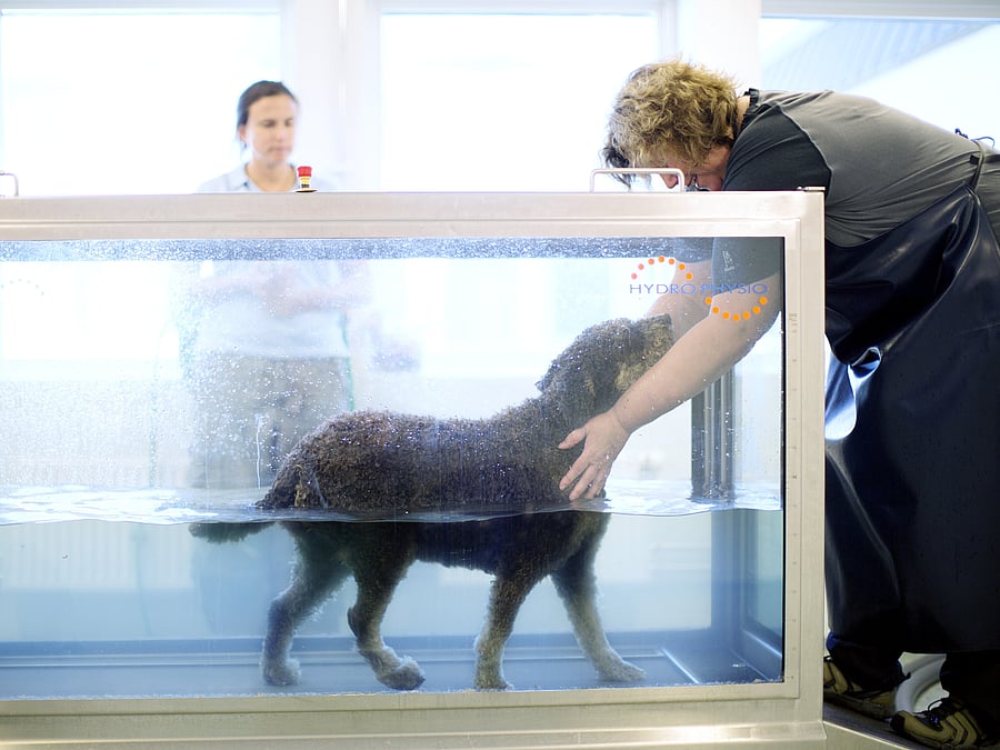 Ein Hund steht in einem Wasserbecken und läuft auf einem Unterwasserlaufband. Eine Tierpflegerin steht davor und hält ihn fest.