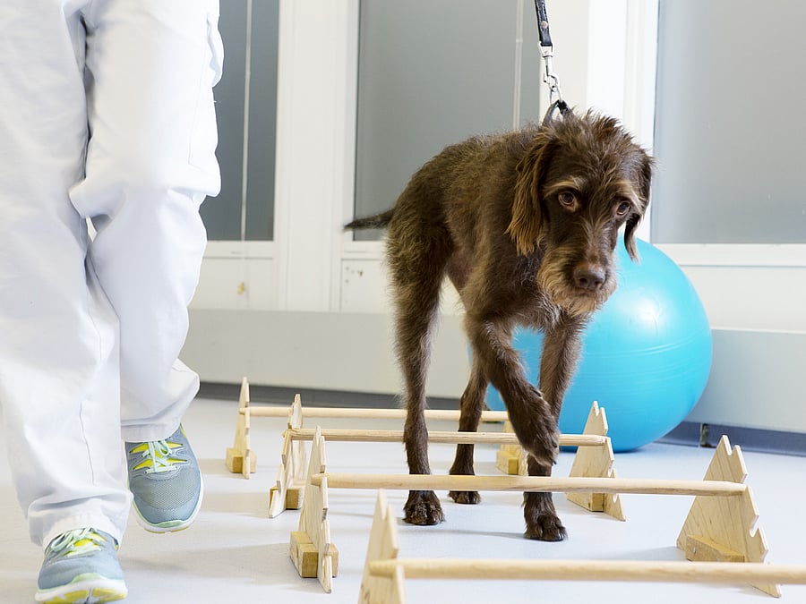 Ein Hund wird an einer Leine über einen Parkour mit mehreren Hürden geführt.