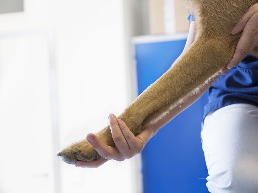 Nahaufnahme, wie das Bein eines Hundes gestreckt wird.
