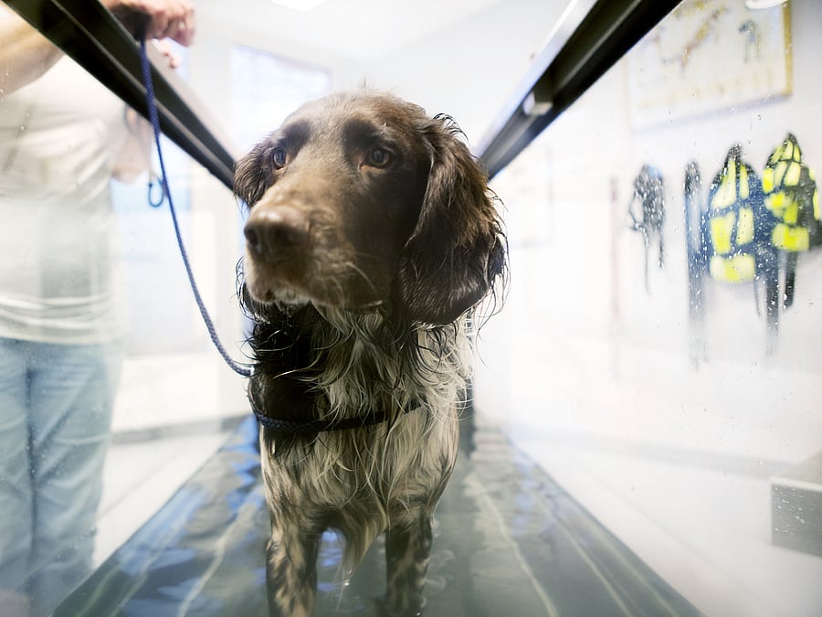 Ein Hund steht in einem mit Wasser gefüllten Becken auf einem Unterwasserlaufband.