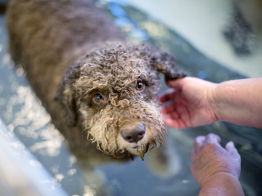 Ein brauner Hund mit Locken steht in einem Wasserbecken. Er schaut mit großen Augen hoch in die Kamera.