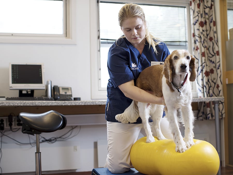 Eine Tierärztin unterstützt einen Hund, auf einem gelben Luftkissen zu balancieren, indem sie unter seinen Bauch greift.