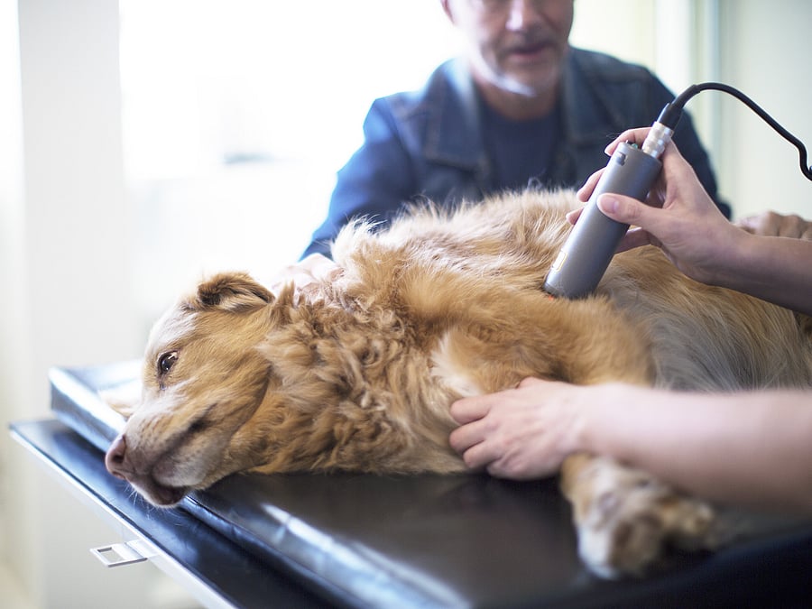 Das Fell eines Golden Retrievers wird untersucht.