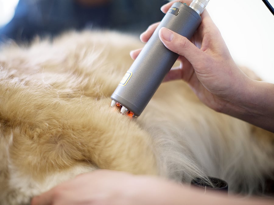 Das Fell eines Golden Retrievers wird untersucht.