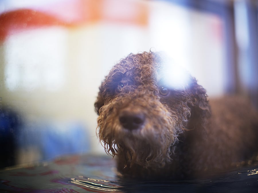 Ein brauner Hund mit Locken steht in einem Wasserbecken. Er schaut mit großen Augen nach oben.