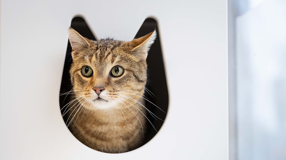 Eine Katze, die aus einem Loch schaut.