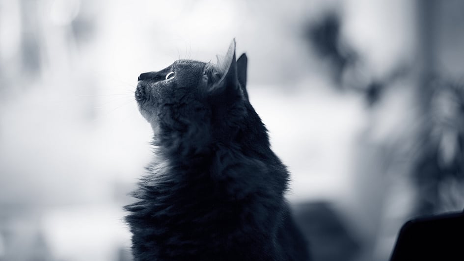 Eine Katze, die nach oben schaut.
