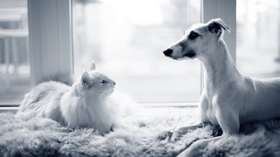 Ein Hund und eine Katze, die auf einem Teppich liegen.