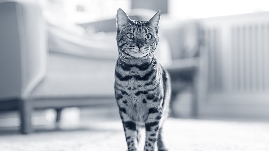 Eine Katze, die auf Teppich steht.