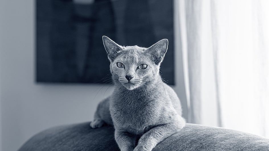 Eine Katze, die auf einer Couch liegt.