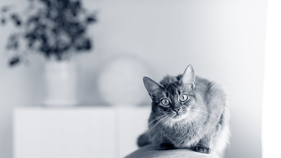 Eine Katze, die auf einer Couch sitzt.
