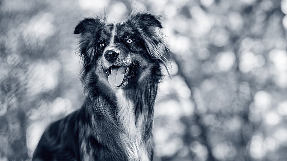 Ein Hund mit herausgestreckter Zunge.