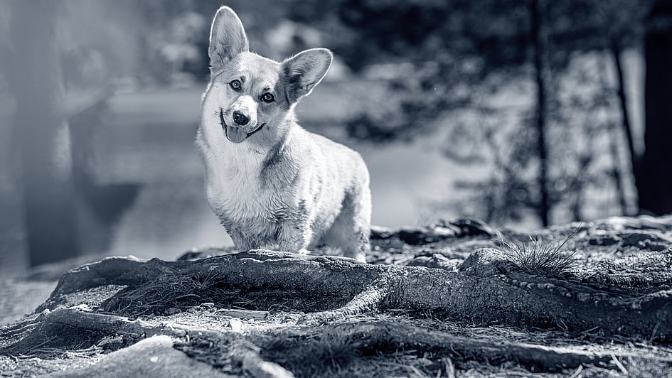 Ein Hund, der auf einem Felsen steht.