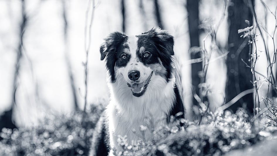 Ein Hund im Wald.