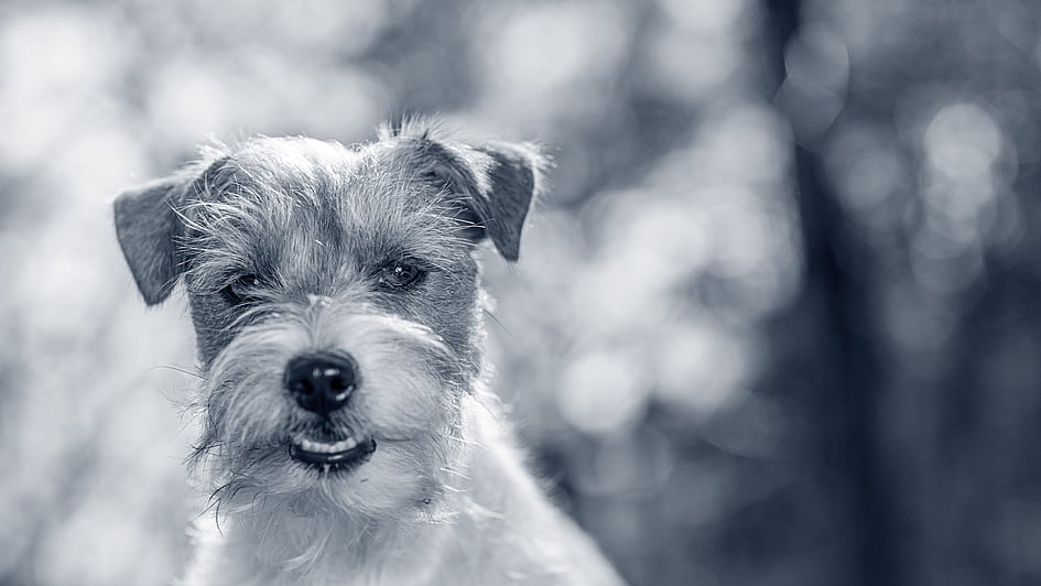 Ein Hund mit Wassertropfen im Gesicht.