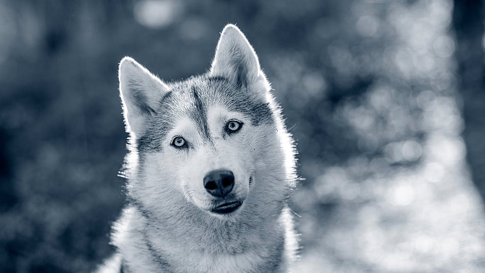 Ein Hund, der in die Kamera schaut.
