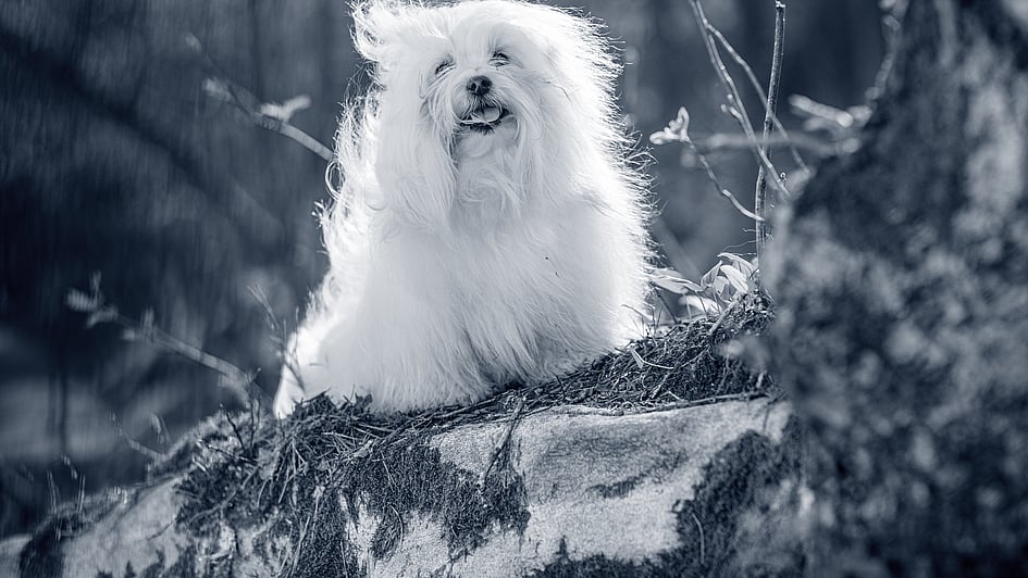Ein weißer Hund, der auf einem Felsen sitzt.