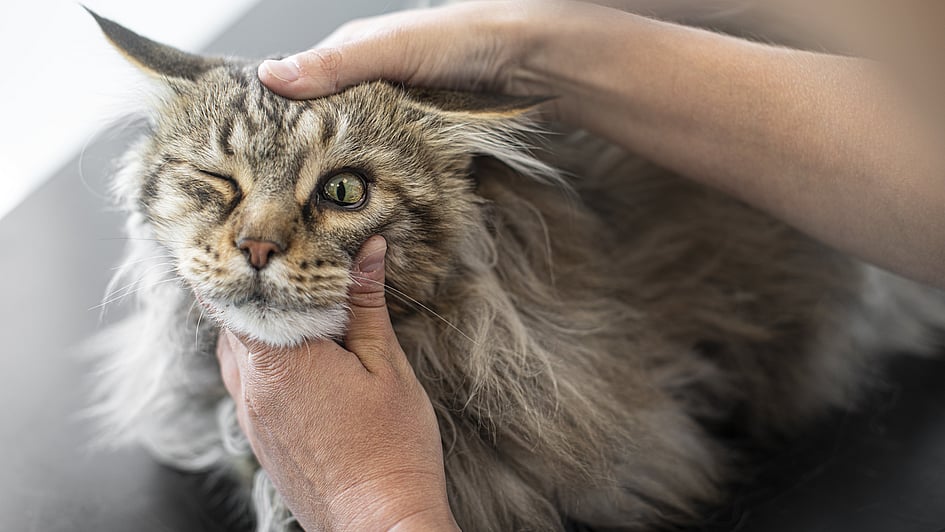 Eine Person, die eine Katze streichelt.
