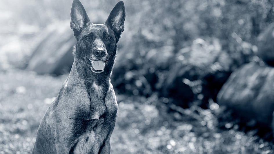 Ein Hund, der im Wald sitzt.