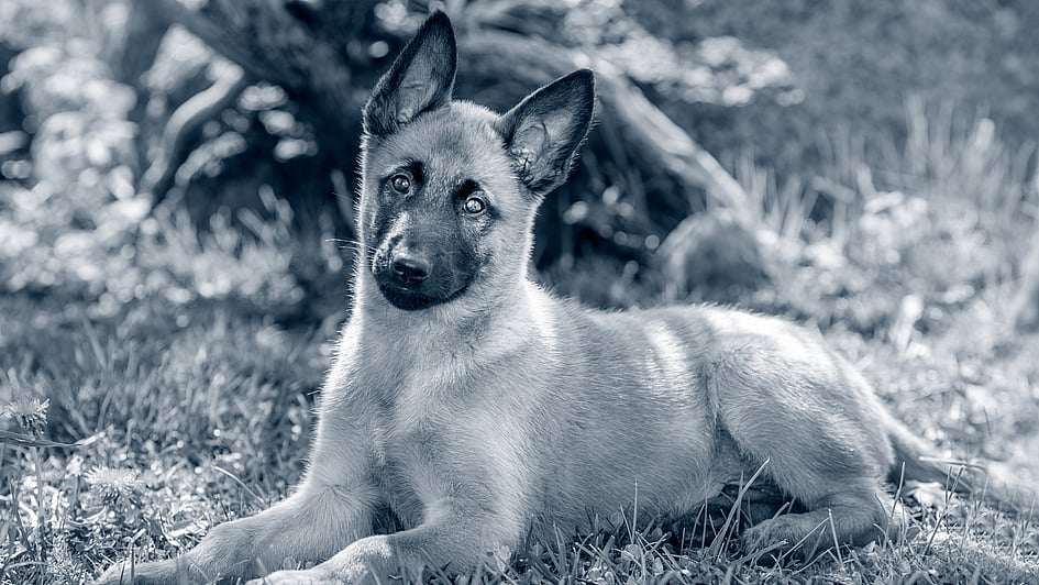 Ein Hund, der im Gras liegt.