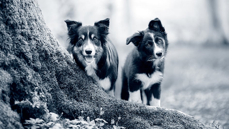 Zwei Hunde stehen neben einem Baum.