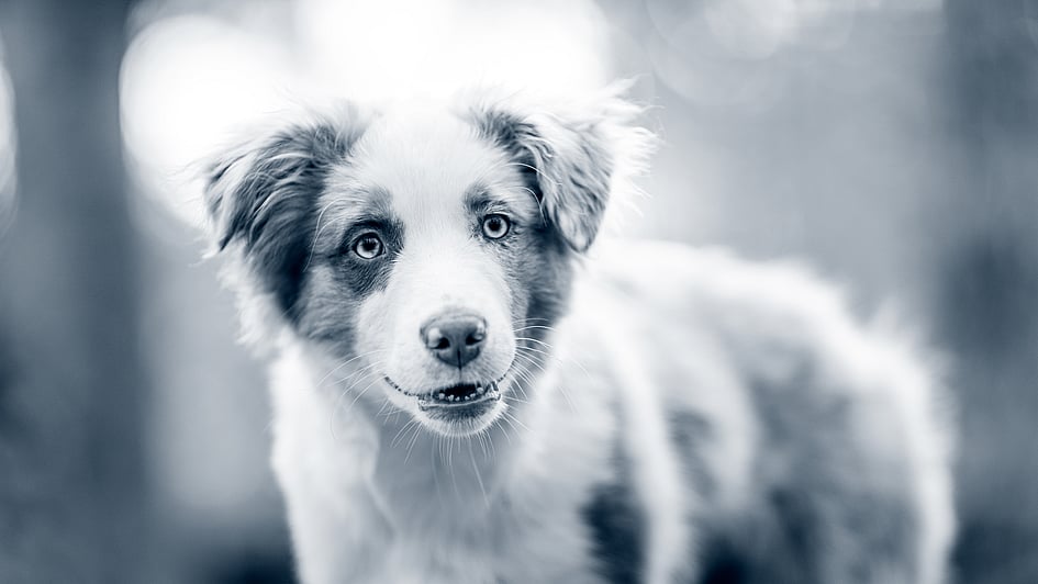 Ein Hund, der in die Kamera schaut.