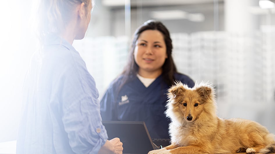 Eine Person, die mit einem Hund hinter einem Schreibtisch steht.