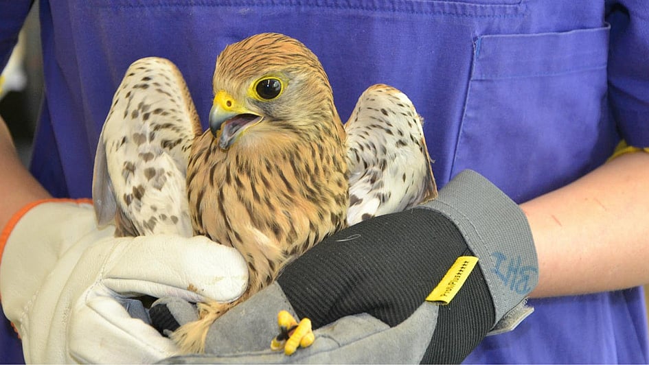 Ein Vogel in einer behandschuhten Hand.