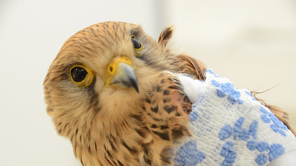 Ein Vogel mit einem Verband auf der Schulter.