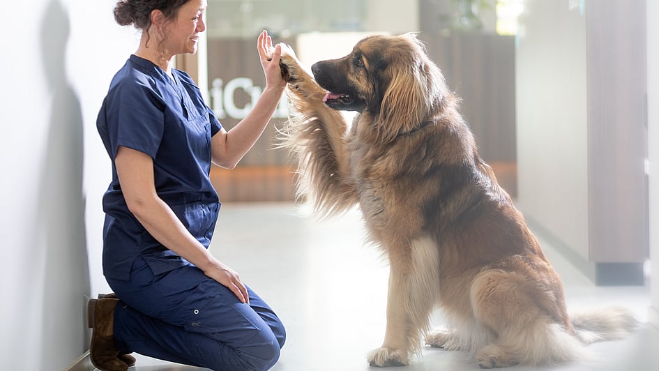 Eine Person, die einem Hund ein High Five gibt.