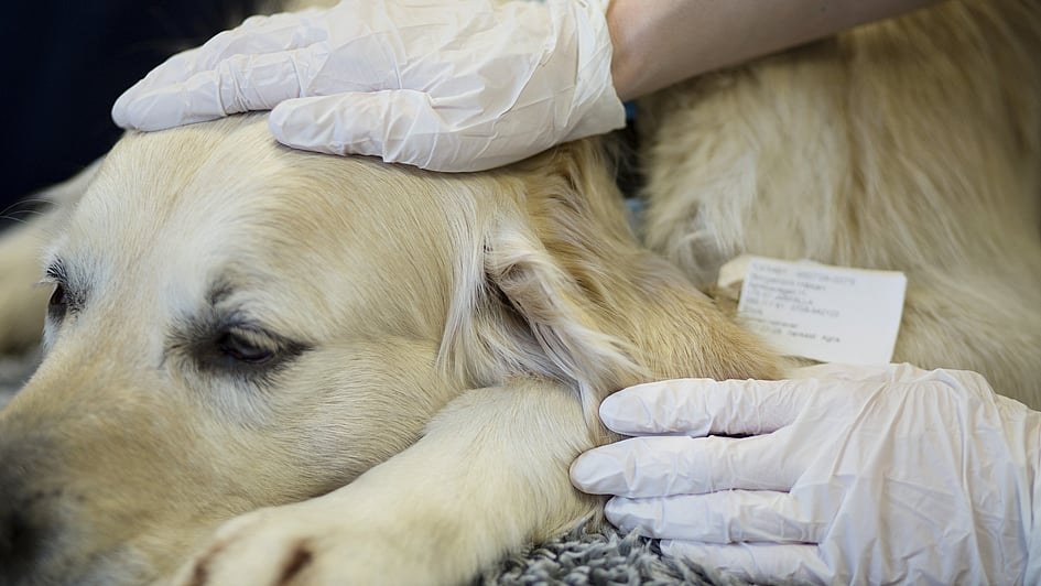 Die Hände einer Person in Handschuhen, die den Kopf eines Hundes berühren.