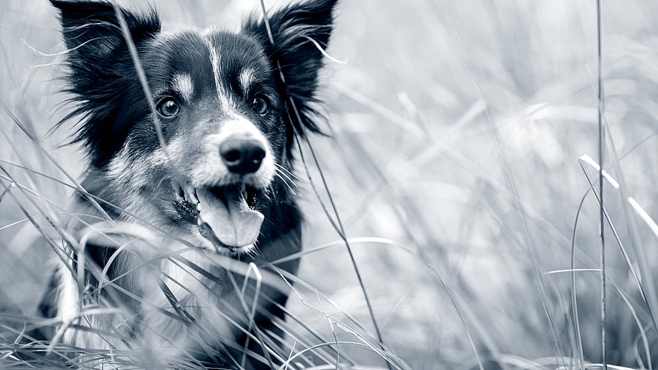 Ein Hund im hohen Gras.