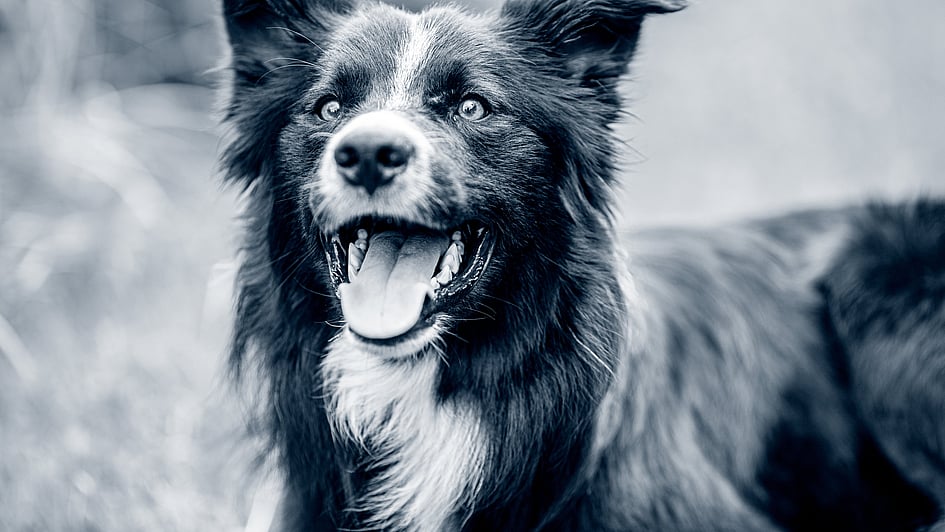 Ein Hund mit offenem Maul.